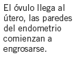 opcion4
