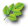 hoja verde